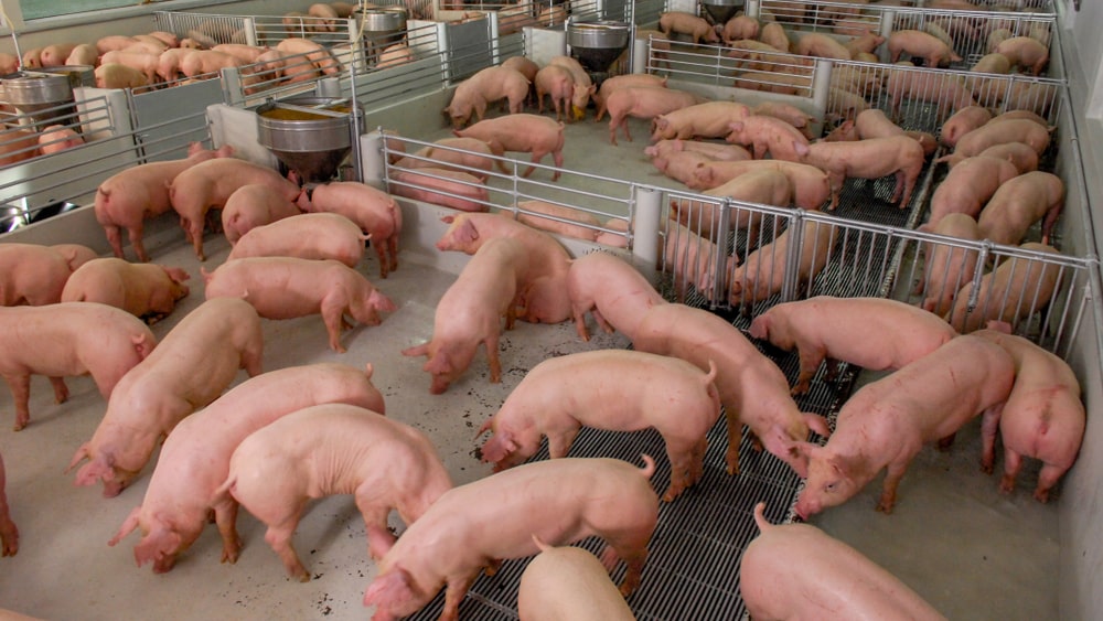 jak_wspomagac_uklad_trawienny_swin | Jak wspomagać układ trawienny świń poprzez wybór odpowiednich mieszanek paszowych?